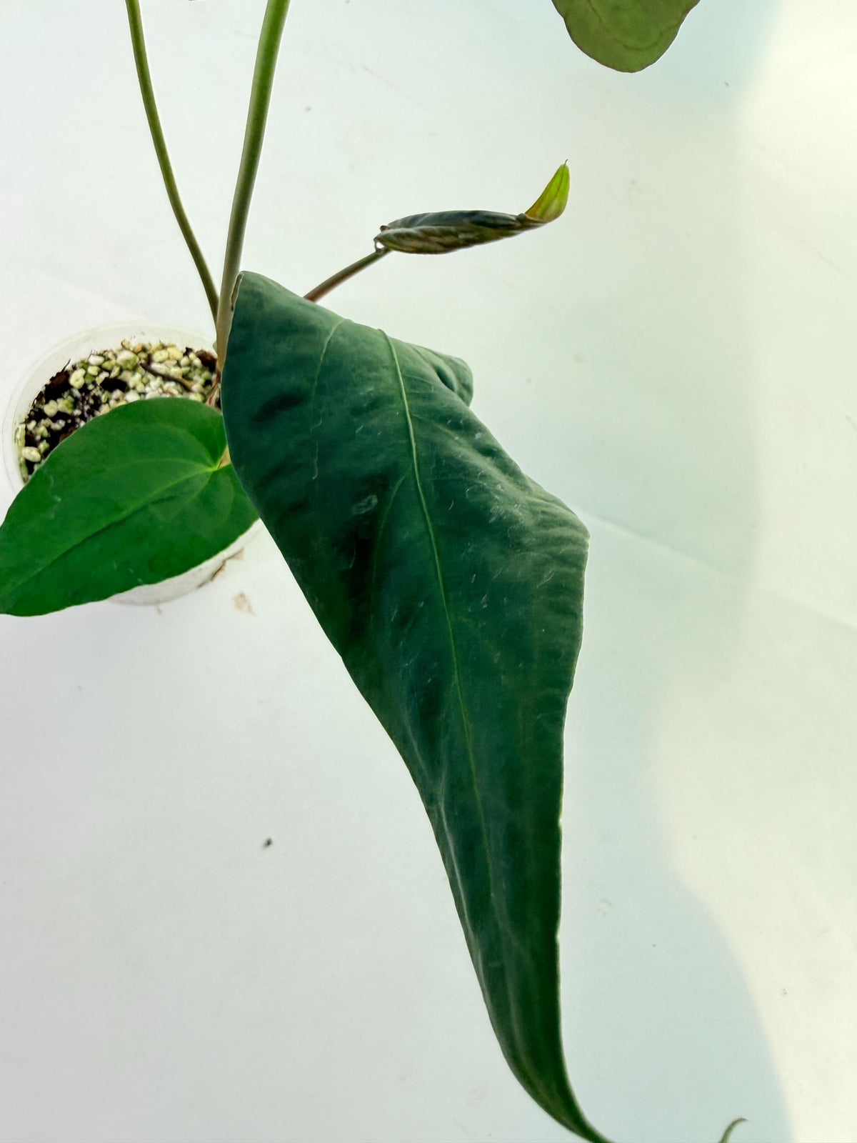 Anthurium Papillilaminum 4
