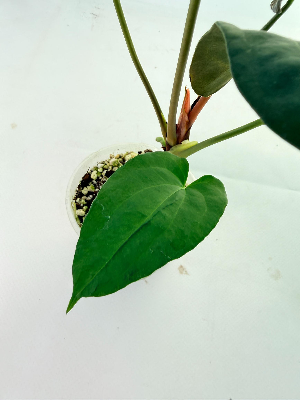 Anthurium Papillilaminum 5