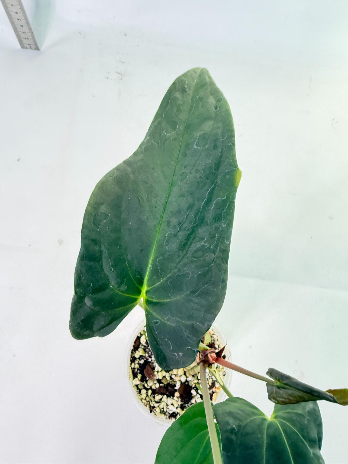 Anthurium Papillilaminum 6