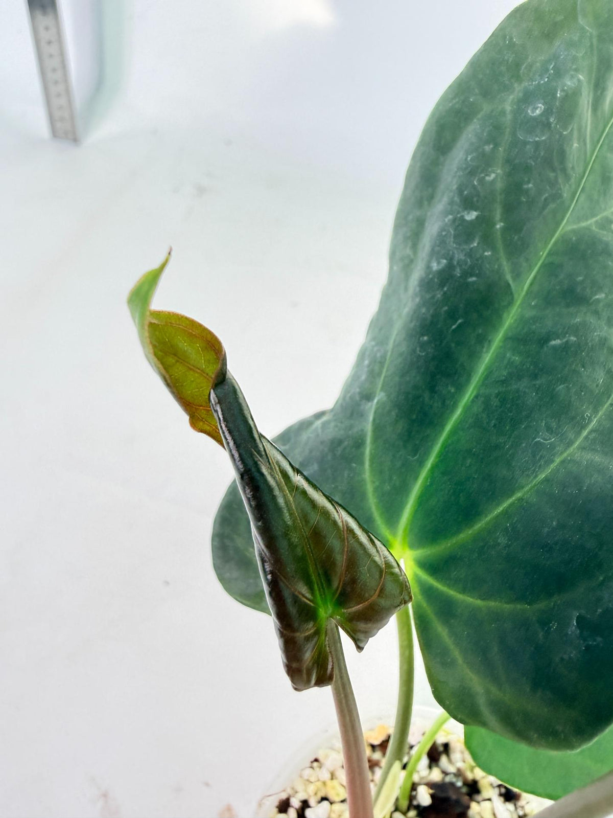 Anthurium Papillilaminum 7