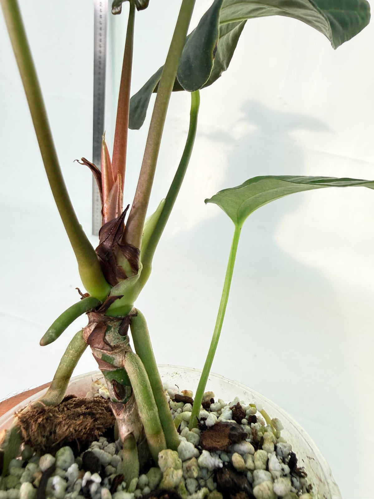 Anthurium Papillilaminum 10