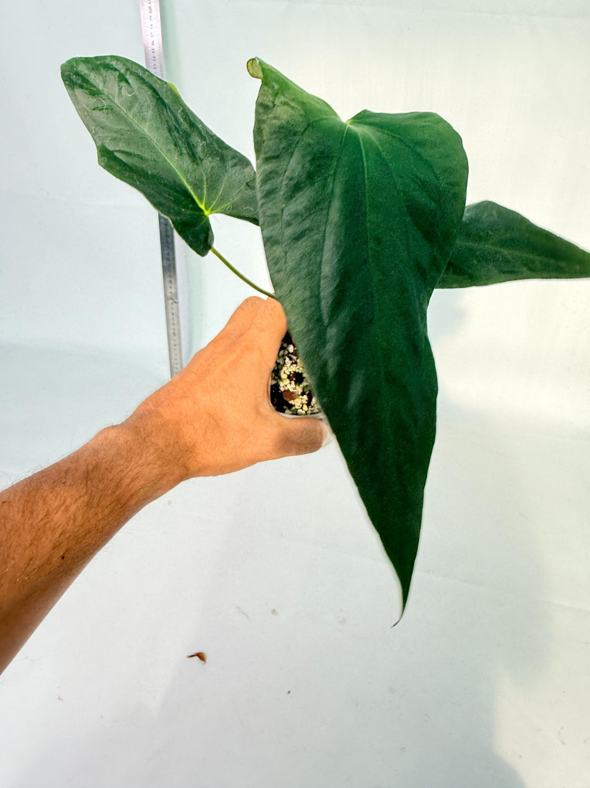 Anthurium Papillilaminum 8