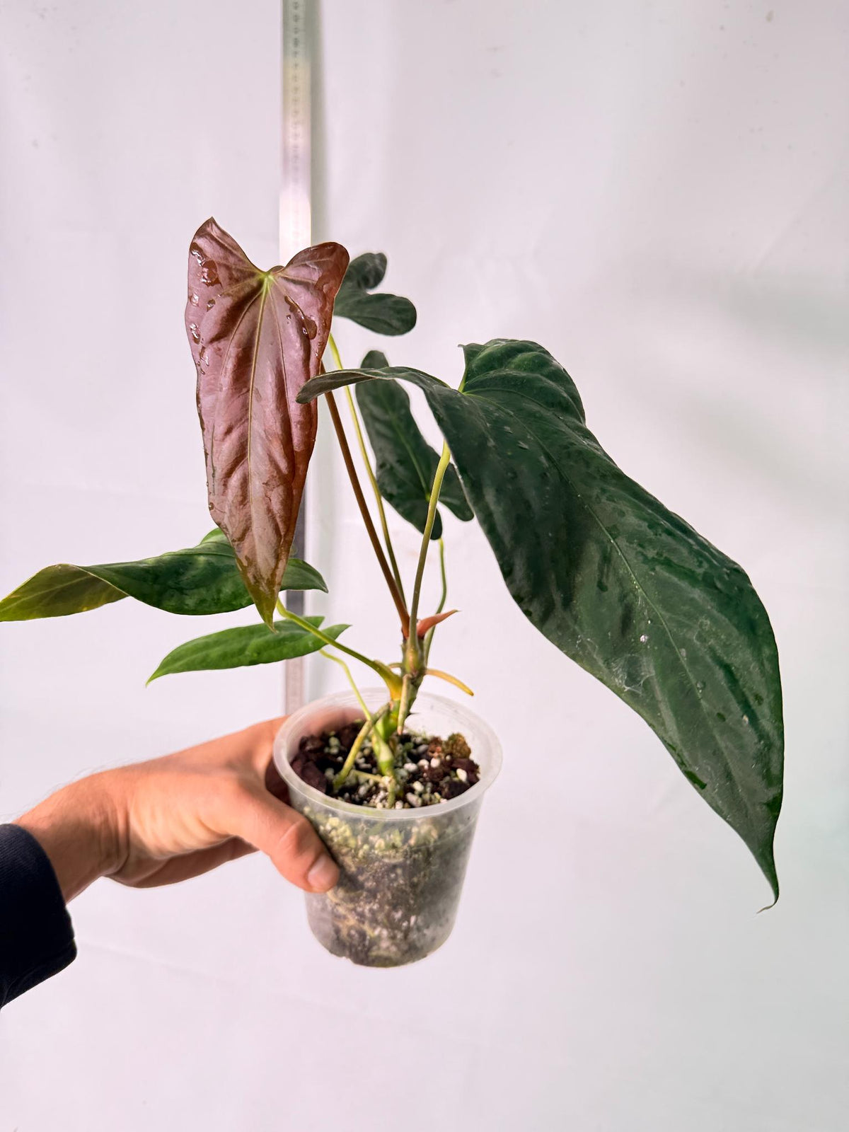 Anthurium Papillilaminum 2