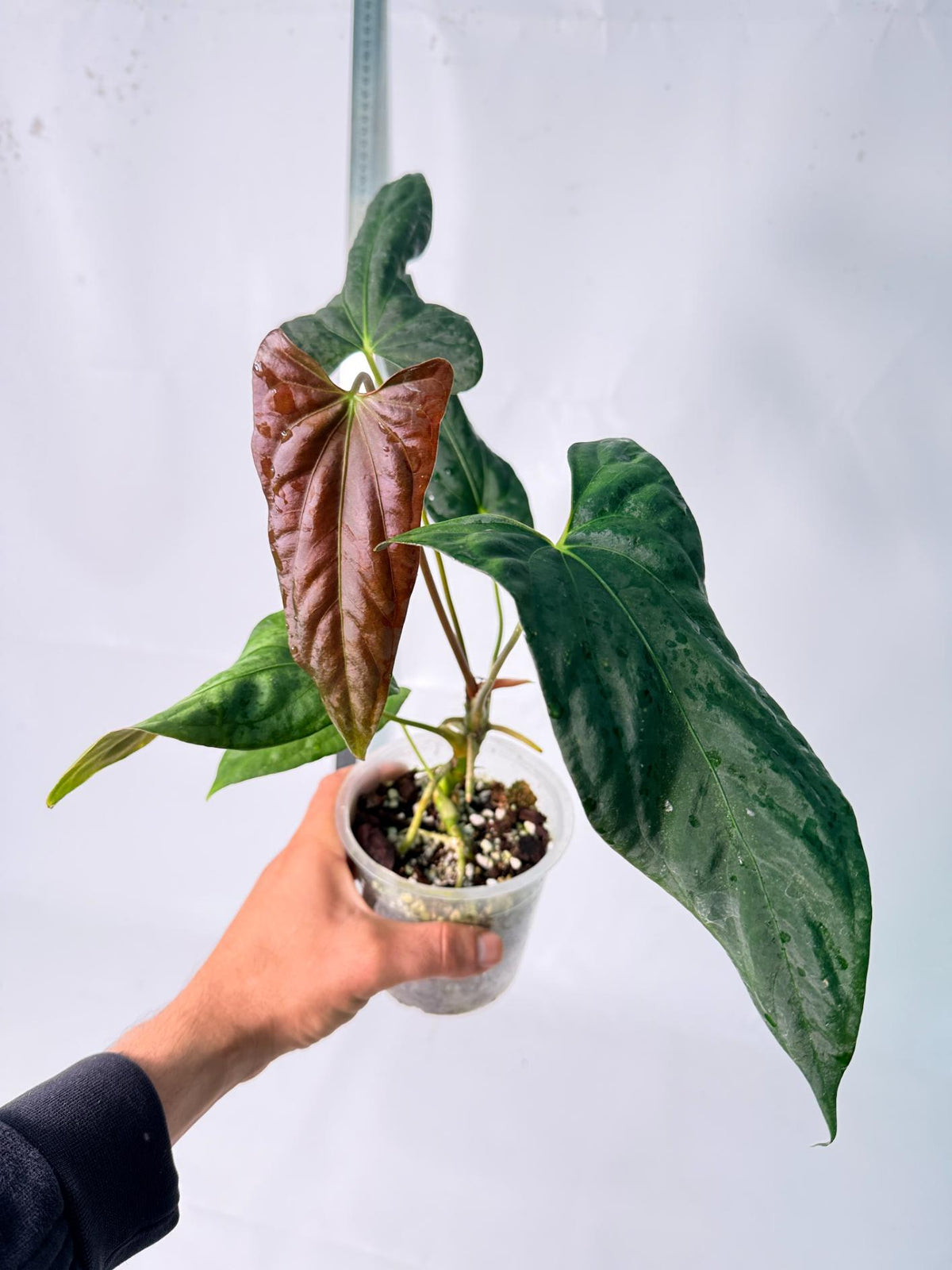 Anthurium Papillilaminum 10