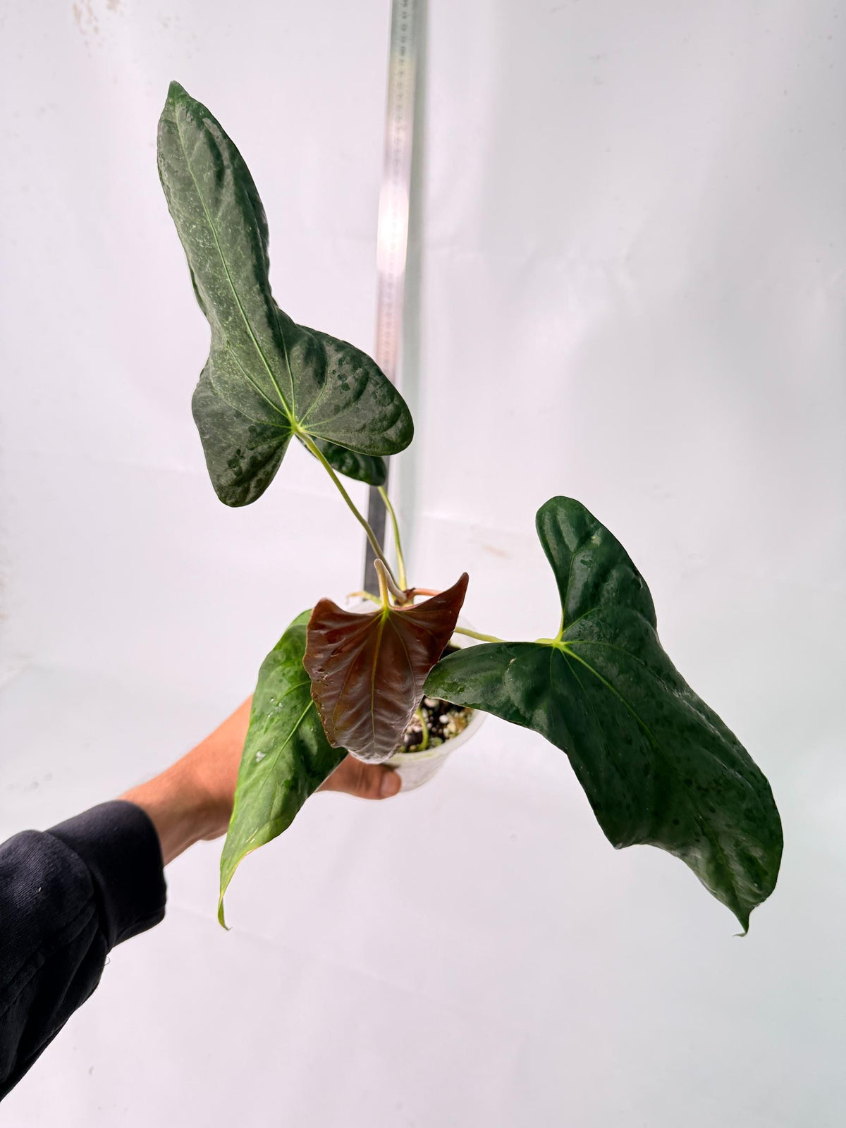 Anthurium Papillilaminum 6