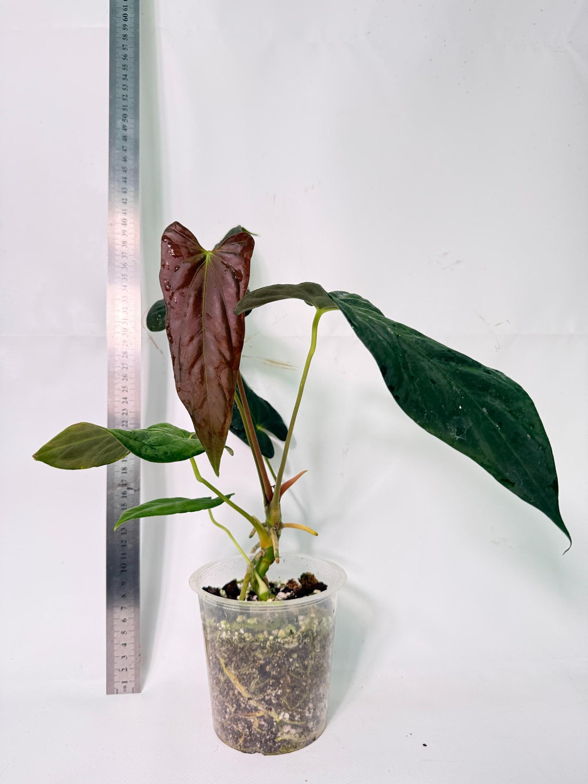 Anthurium Papillilaminum 4