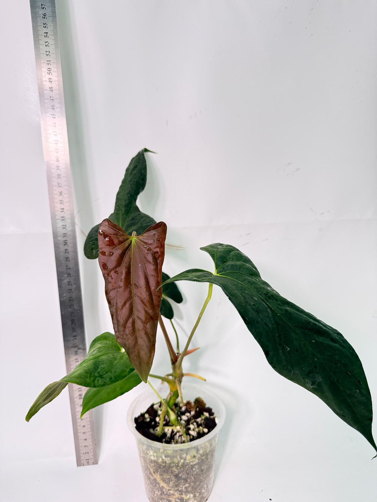 Anthurium Papillilaminum 7
