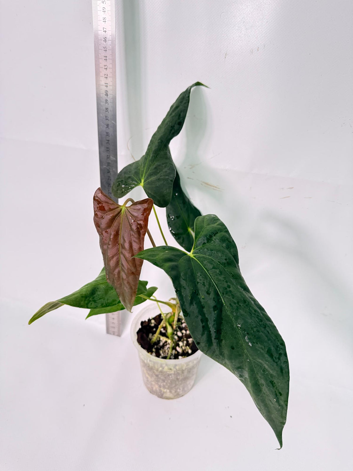 Anthurium Papillilaminum 8