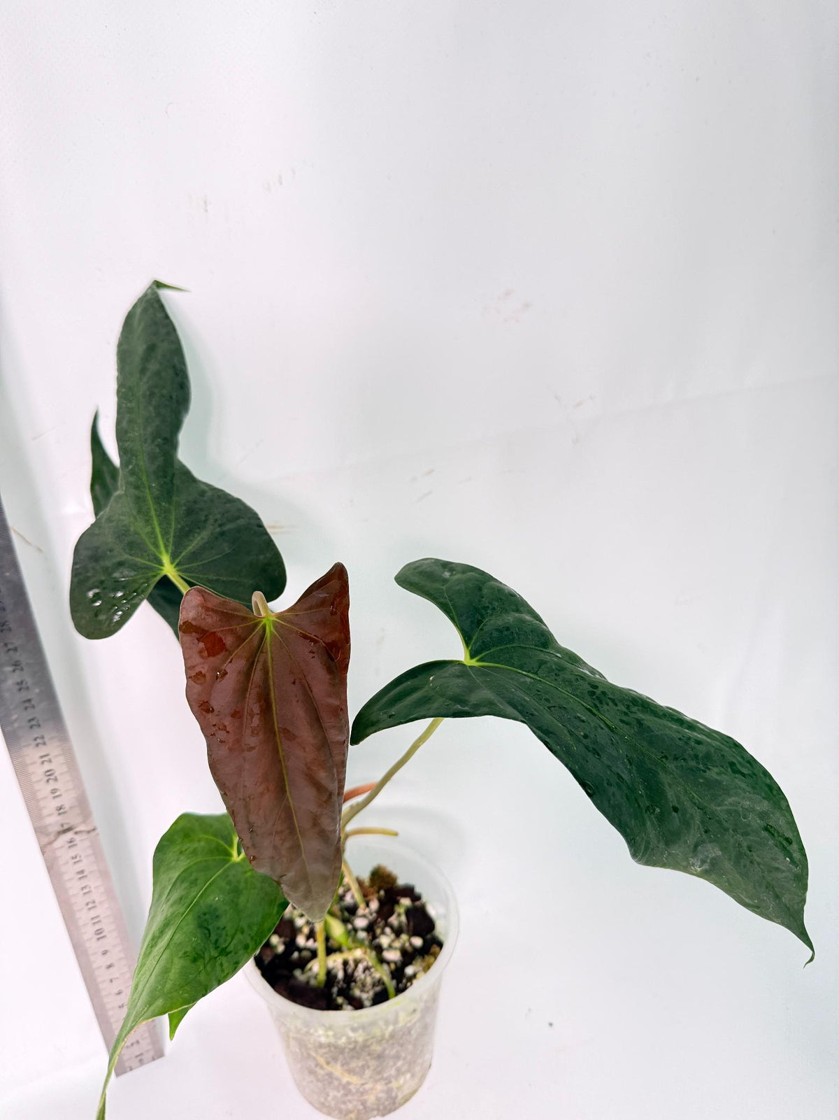 Anthurium Papillilaminum 9
