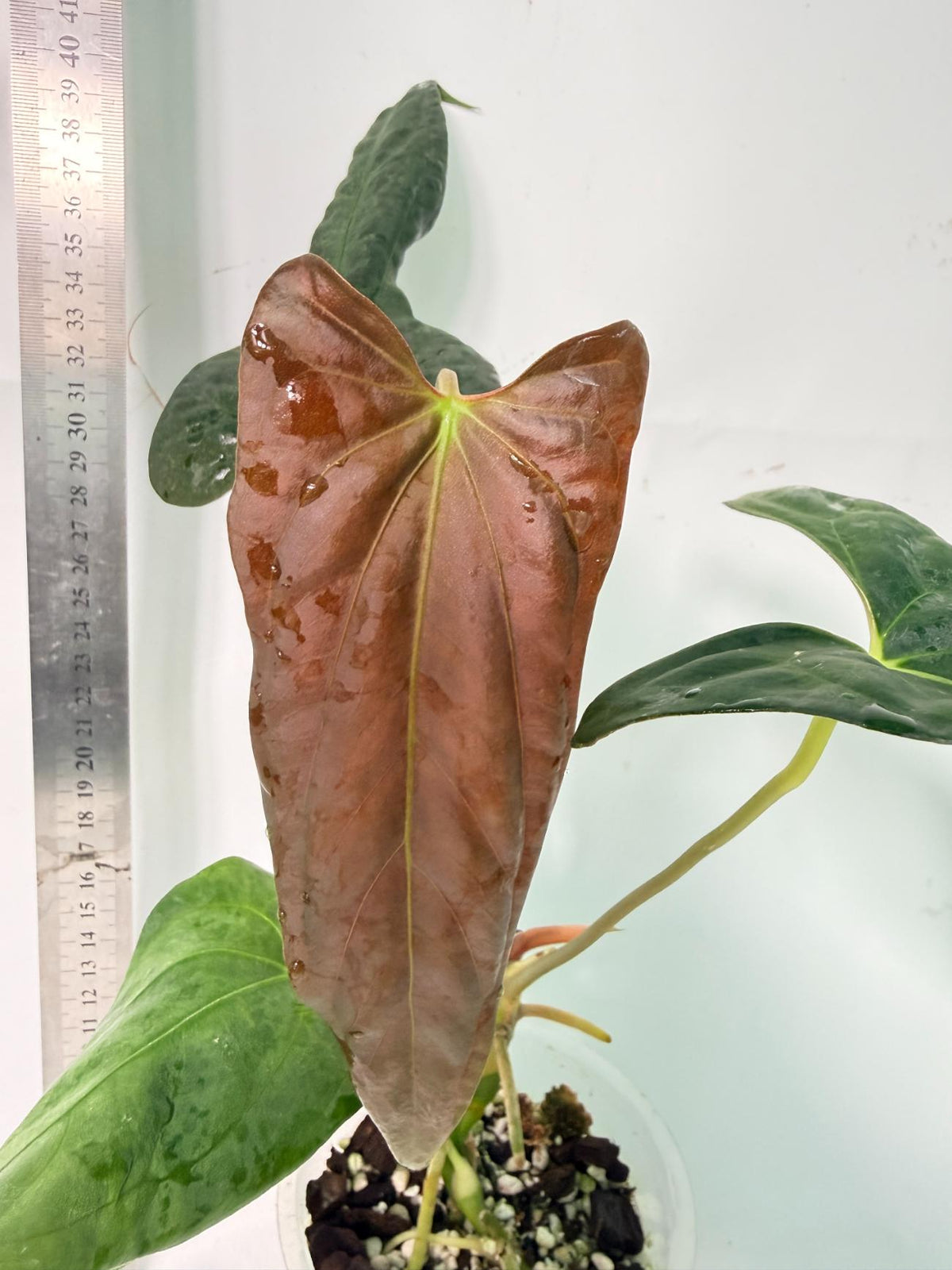 Anthurium Papillilaminum 1