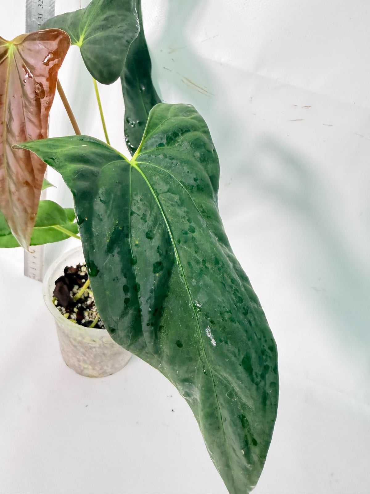 Anthurium Papillilaminum 3