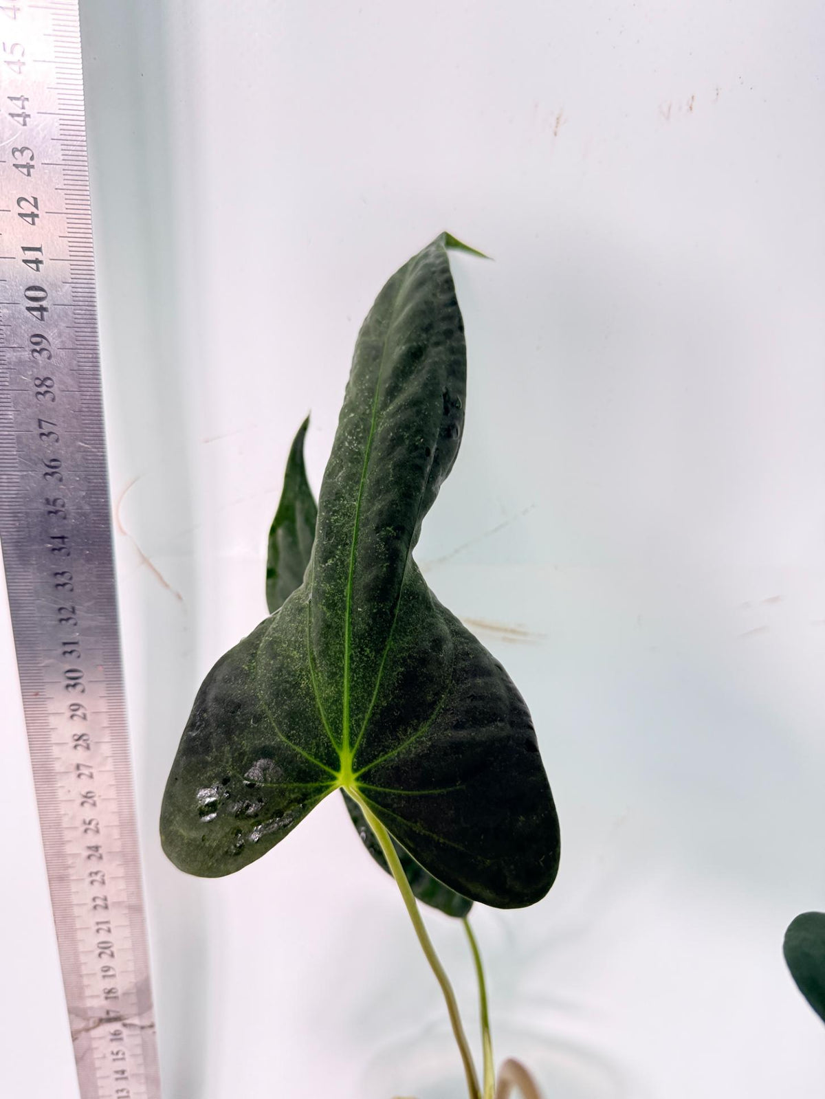 Anthurium Papillilaminum 5