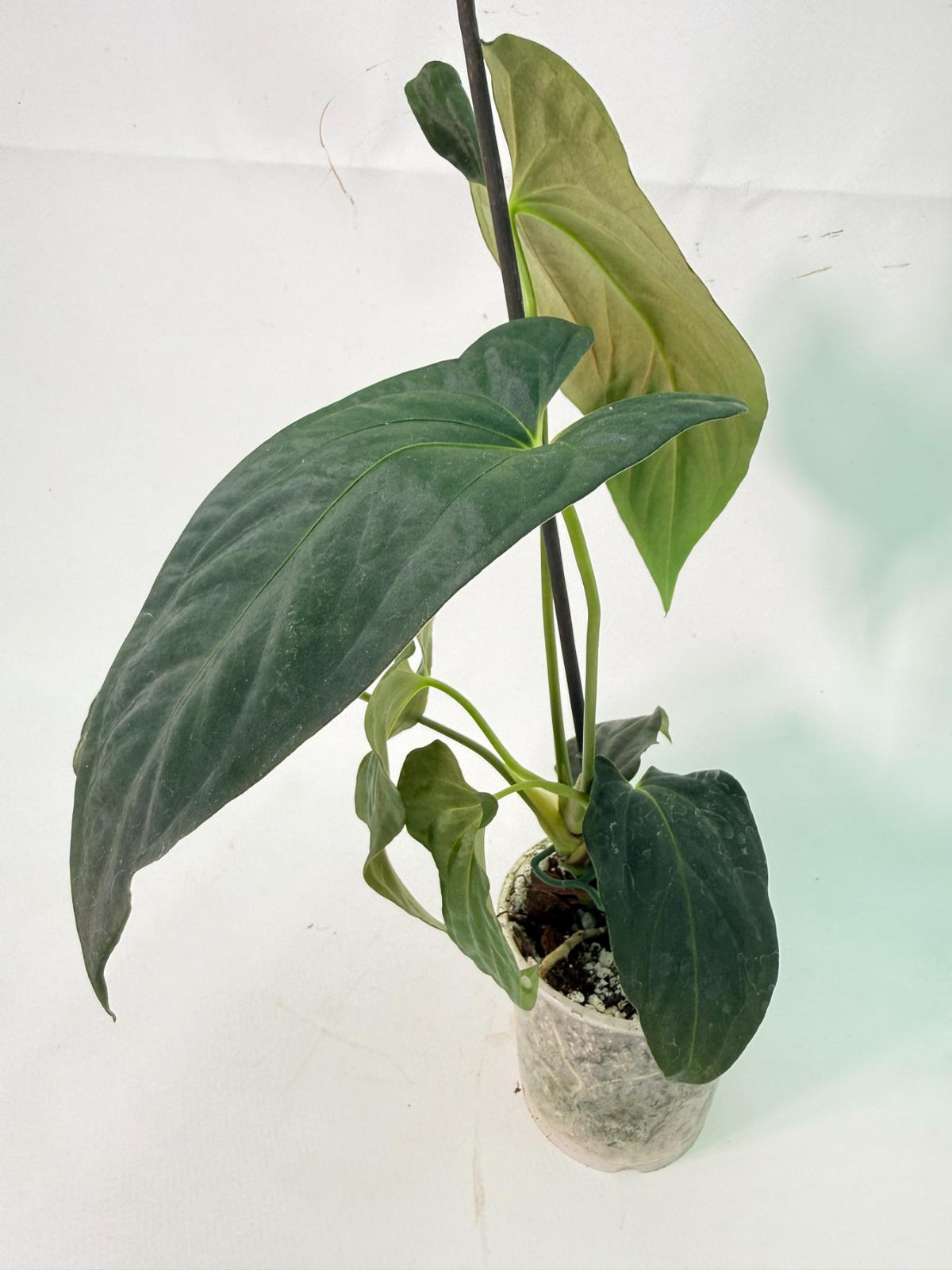 Anthurium Papillilaminum 09