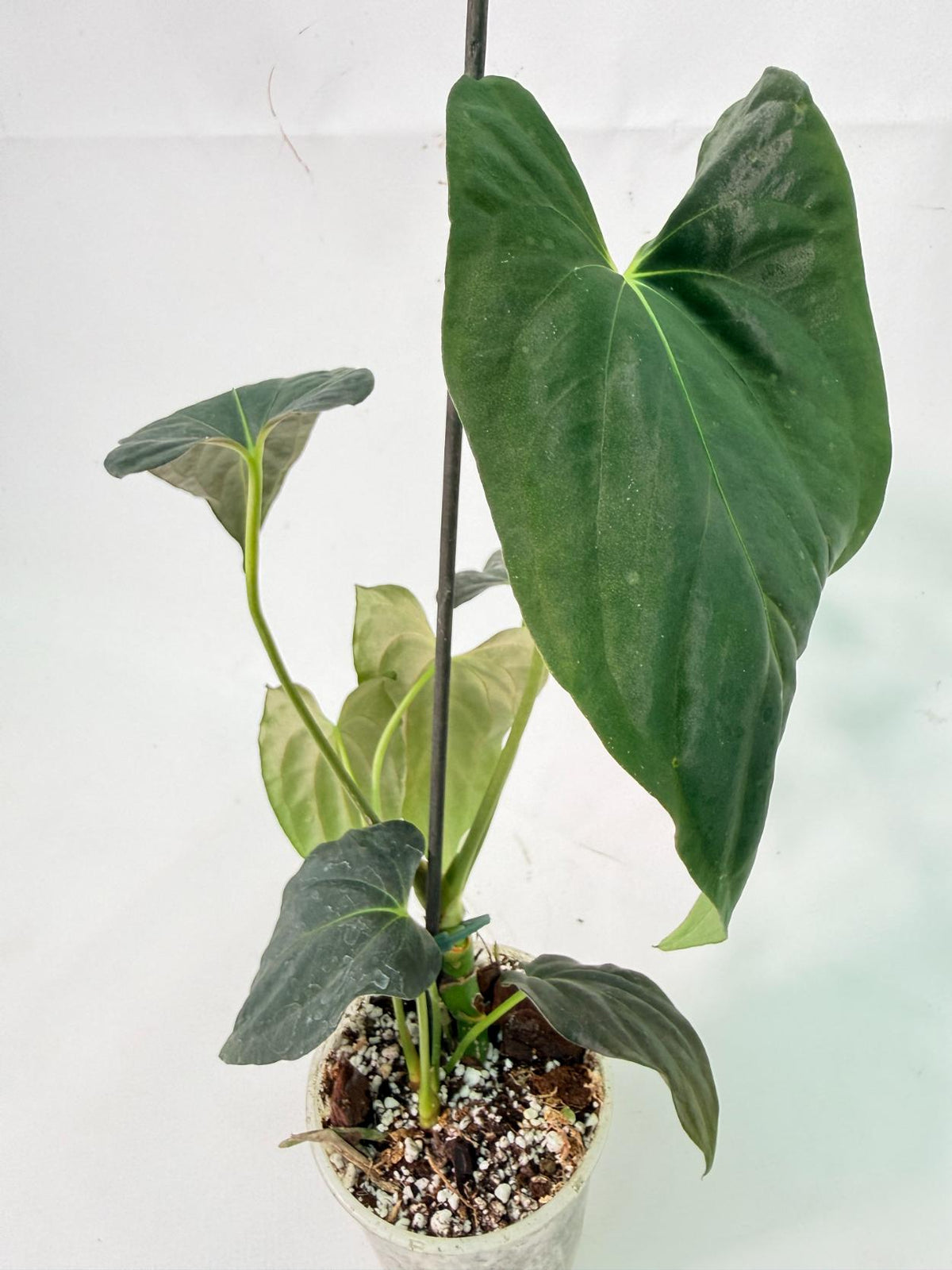 Anthurium Papillilaminum 01