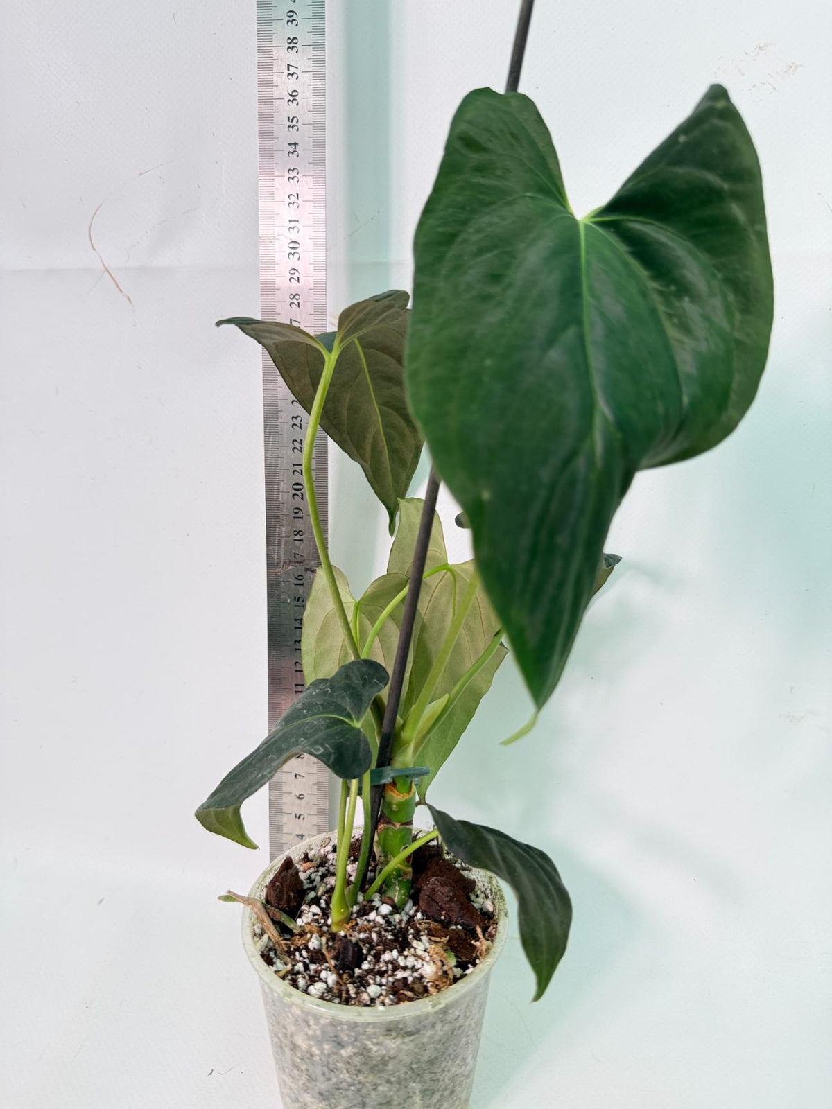 Anthurium Papillilaminum 10