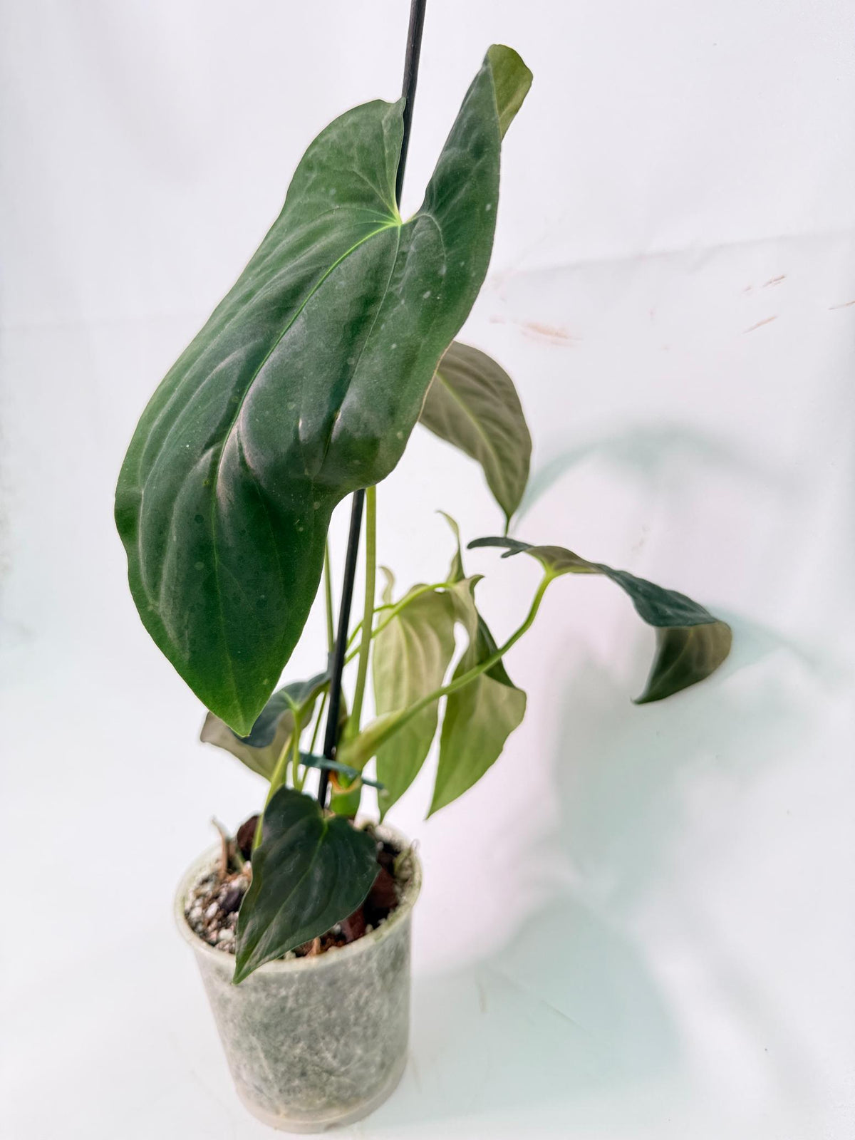 Anthurium Papillilaminum 02