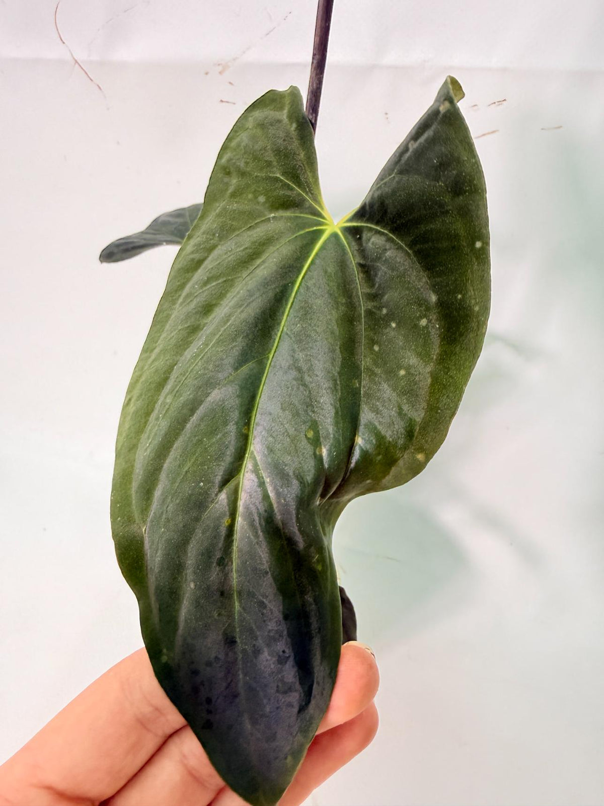 Anthurium Papillilaminum 03