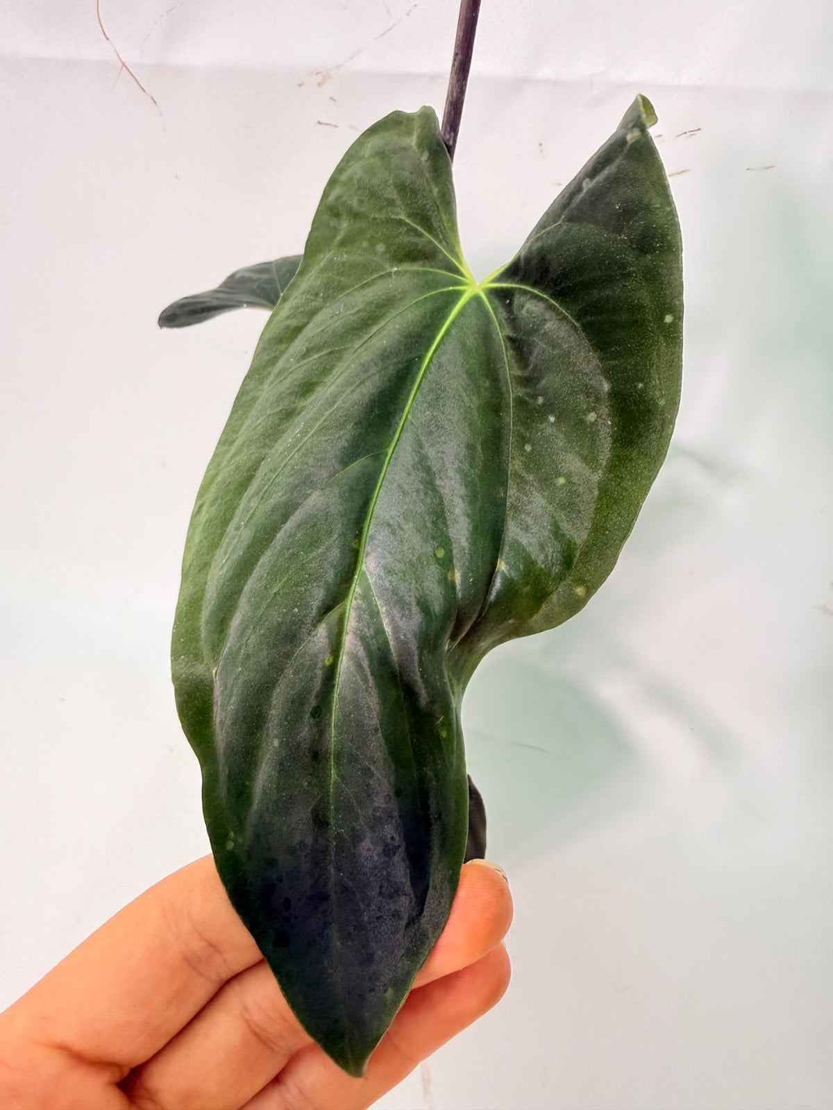Anthurium Papillilaminum 04