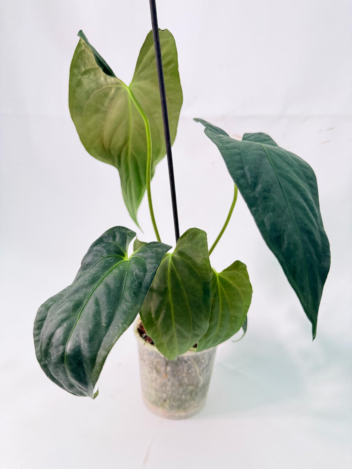 Anthurium Papillilaminum 05