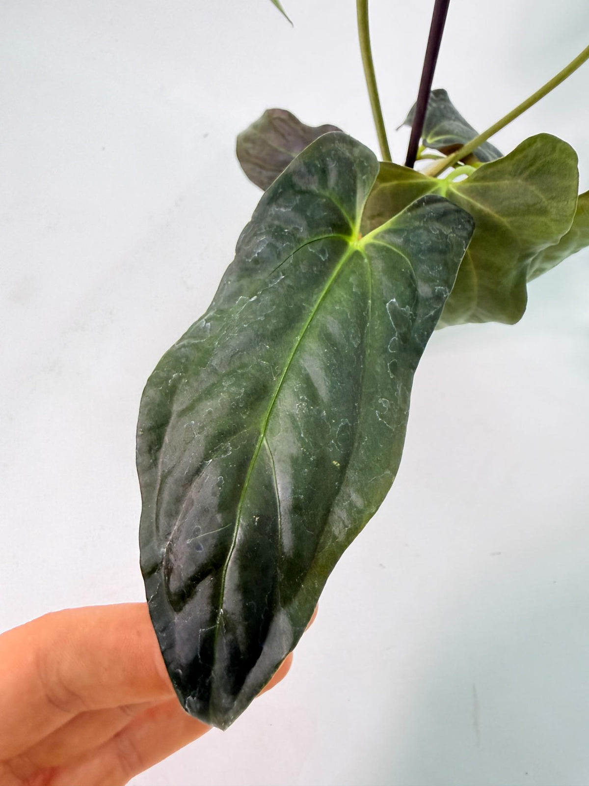 Anthurium Papillilaminum 06