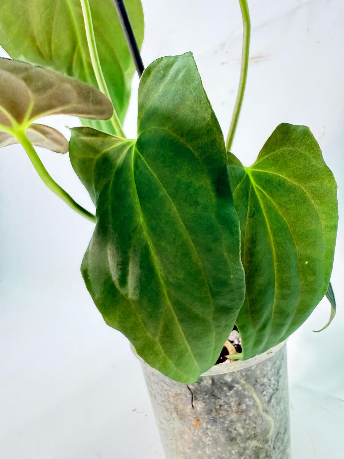 Anthurium Papillilaminum 07