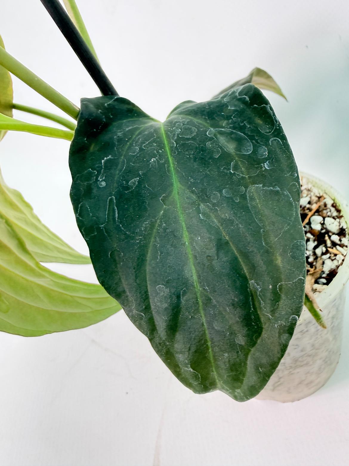 Anthurium Papillilaminum 08