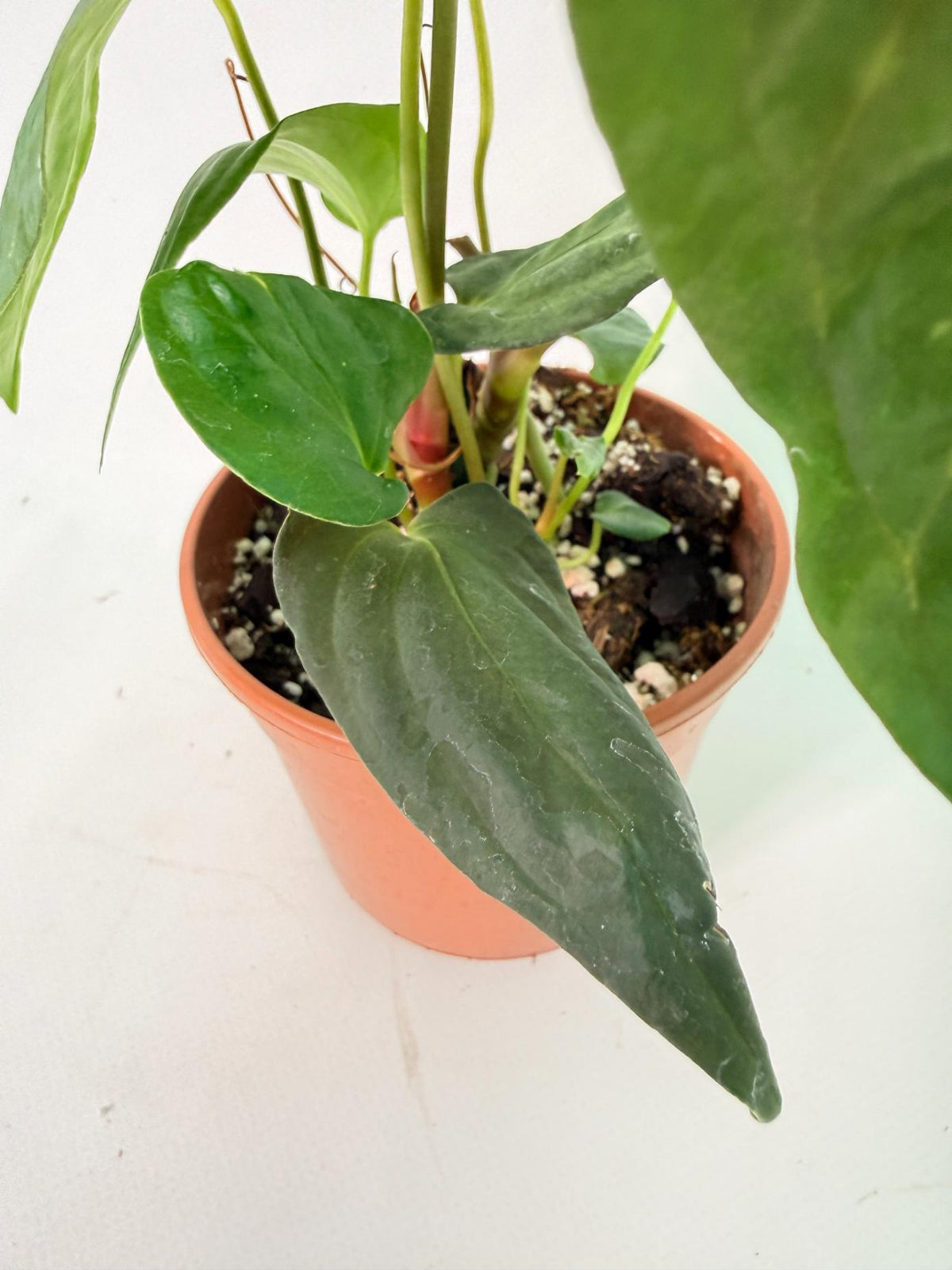 Anthurium Papillilaminum 07