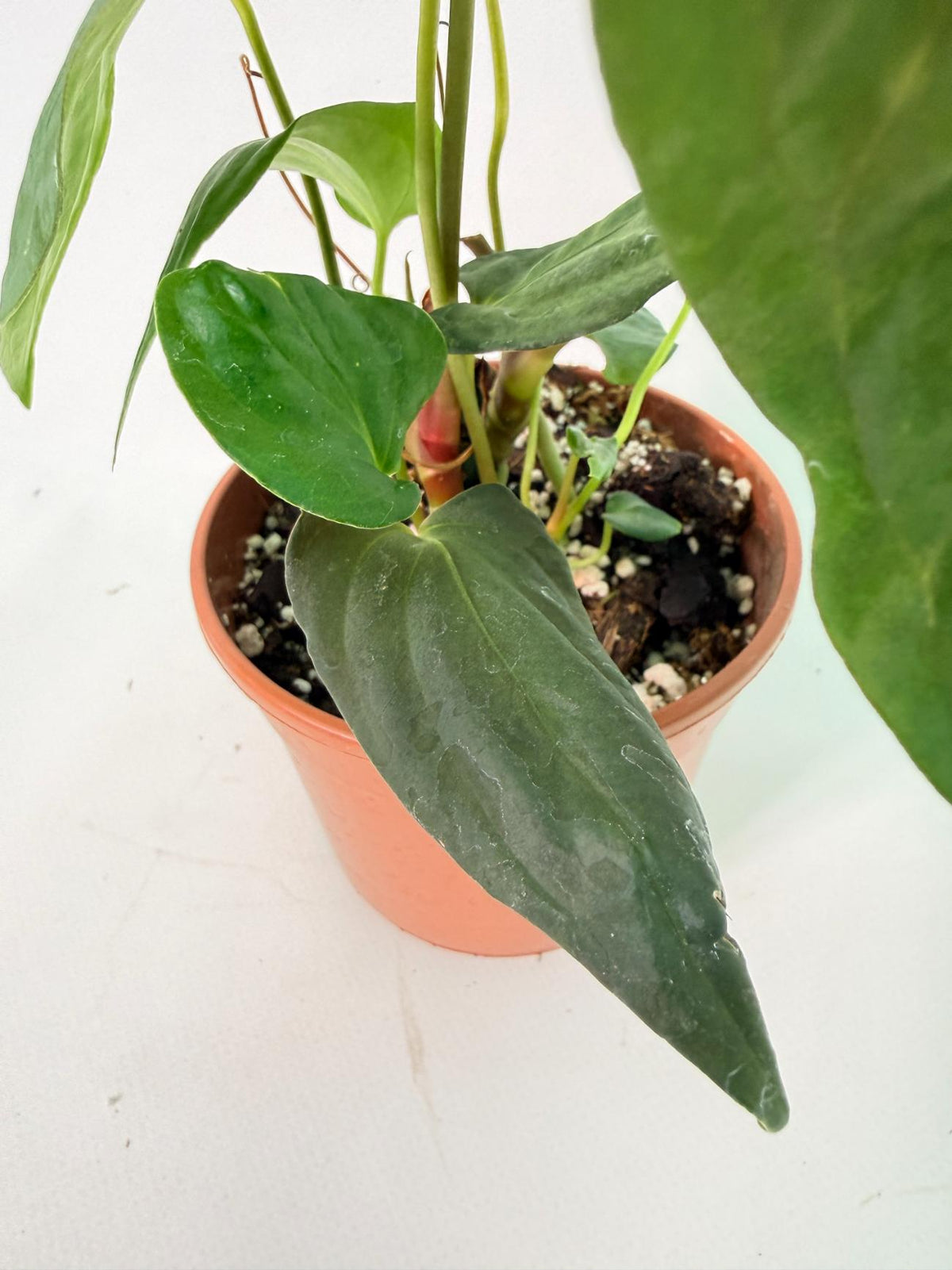 Anthurium Papillilaminum 08
