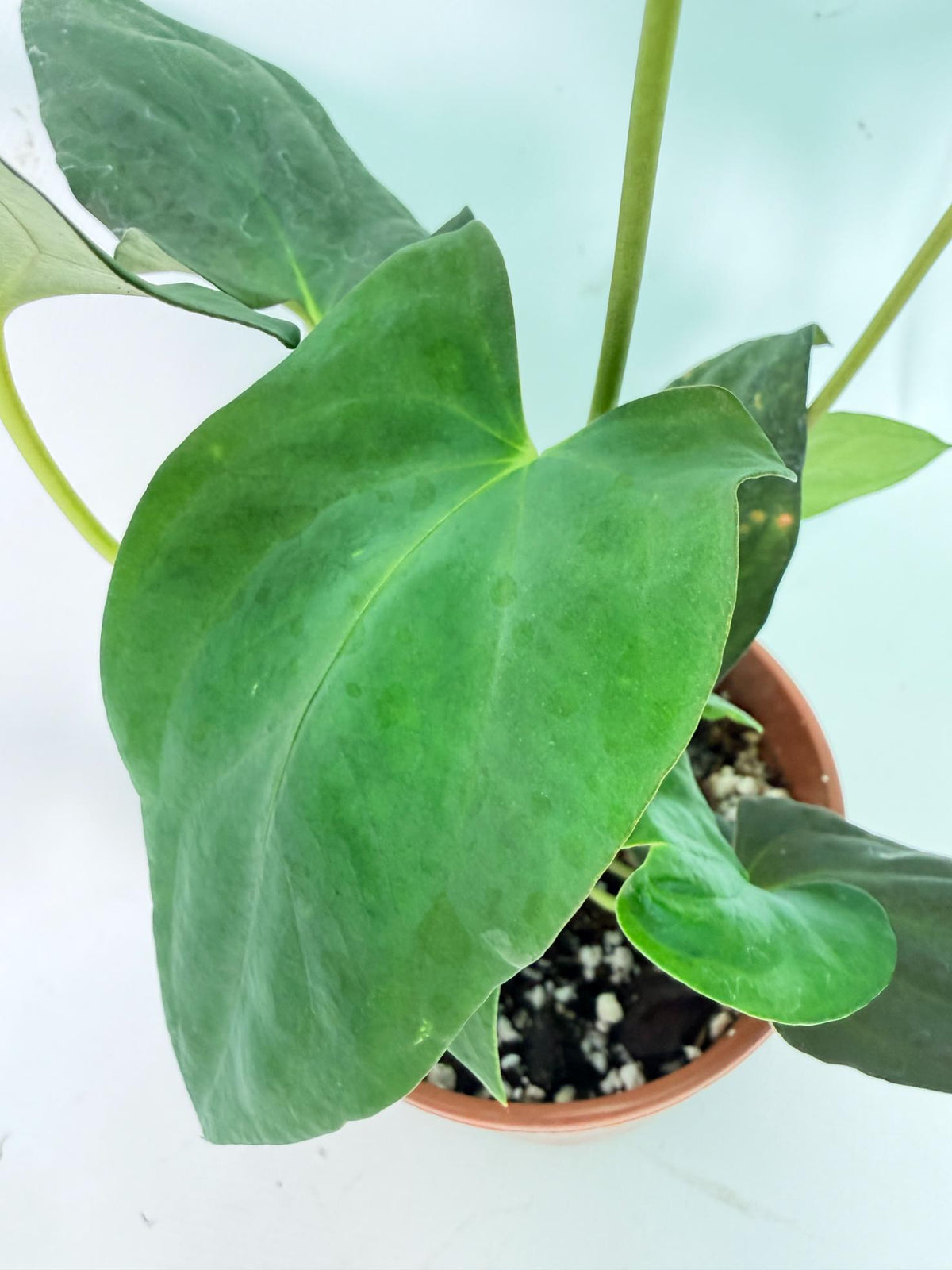Anthurium Papillilaminum 09