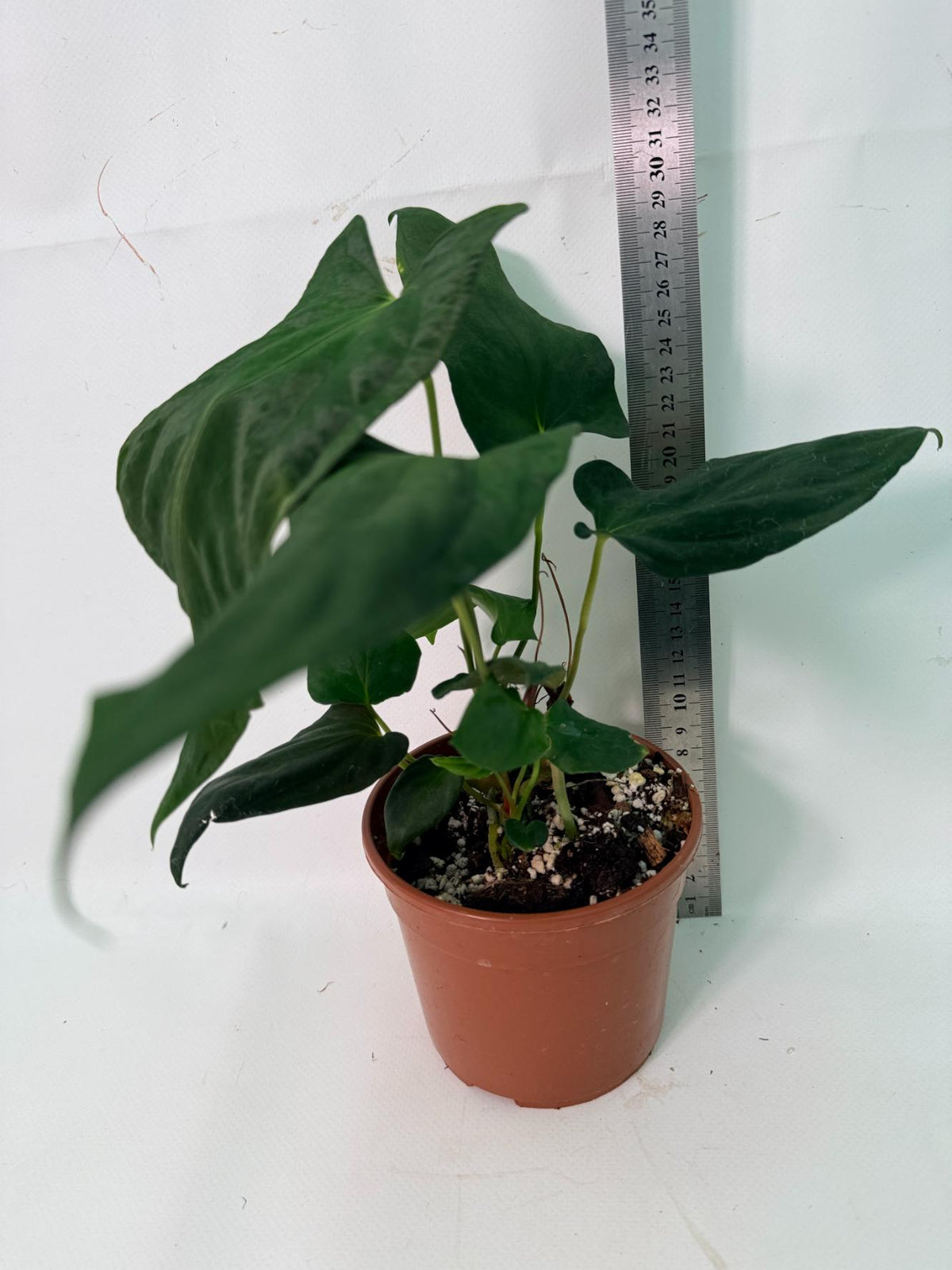 Anthurium Papillilaminum 10
