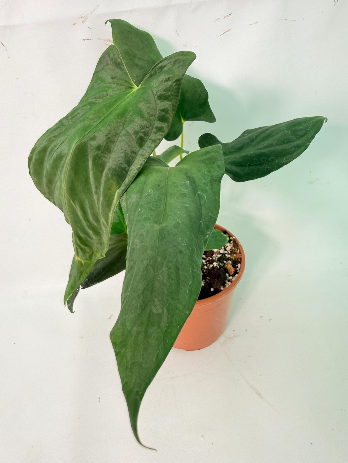 Anthurium Papillilaminum 01