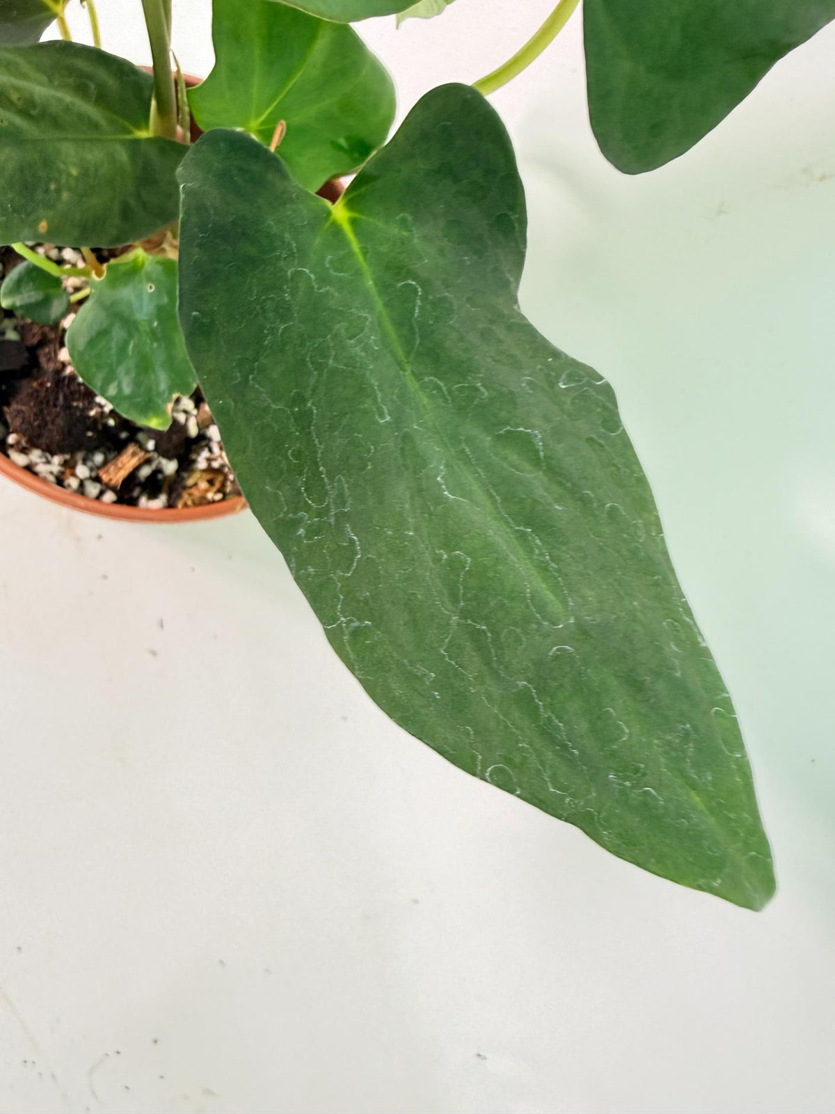 Anthurium Papillilaminum 03