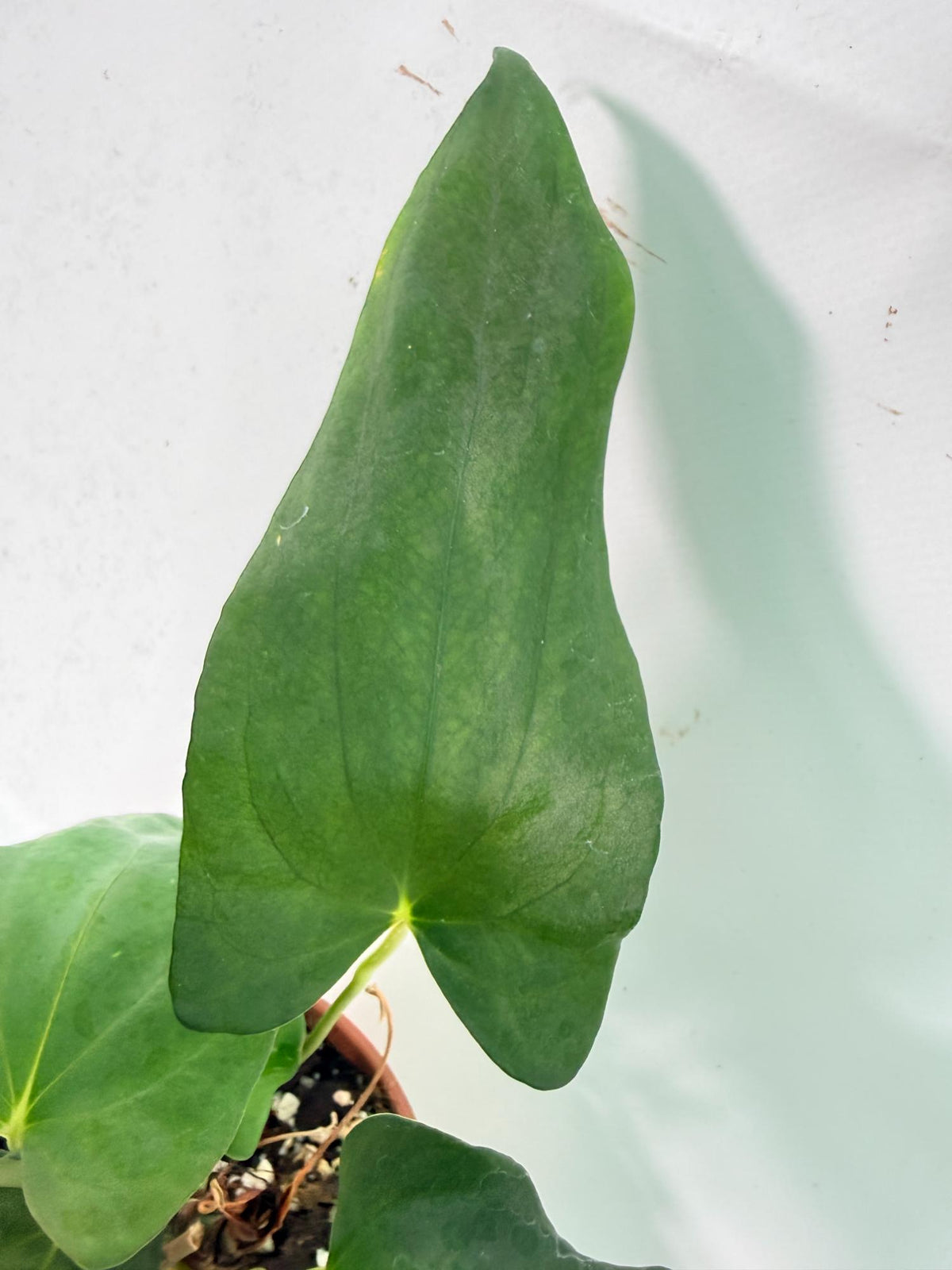 Anthurium Papillilaminum 04