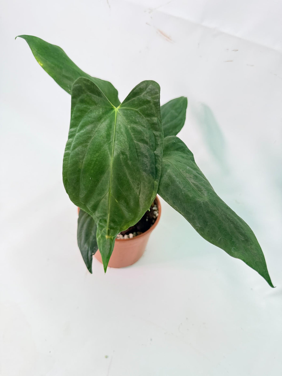 Anthurium Papillilaminum 05