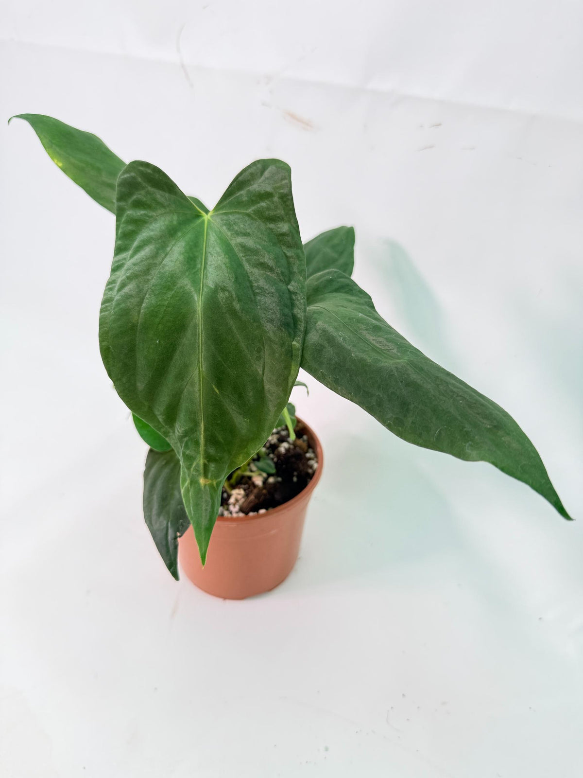 Anthurium Papillilaminum 06