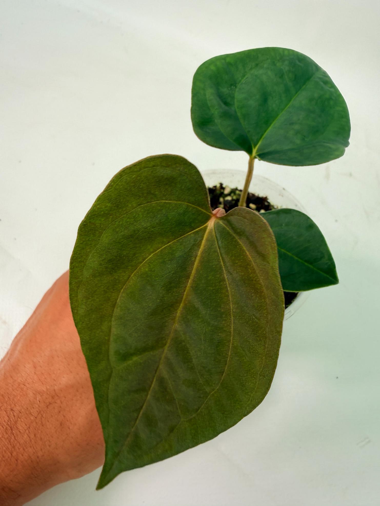 Anthurium papillilaminum Guna Yana x Papillilaminum Fort Sherman x Dark Phoenix 1
