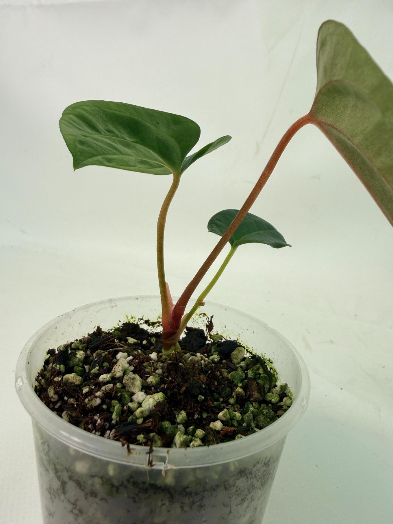 Anthurium papillilaminum Guna Yana x Papillilaminum Fort Sherman x Dark Phoenix 8