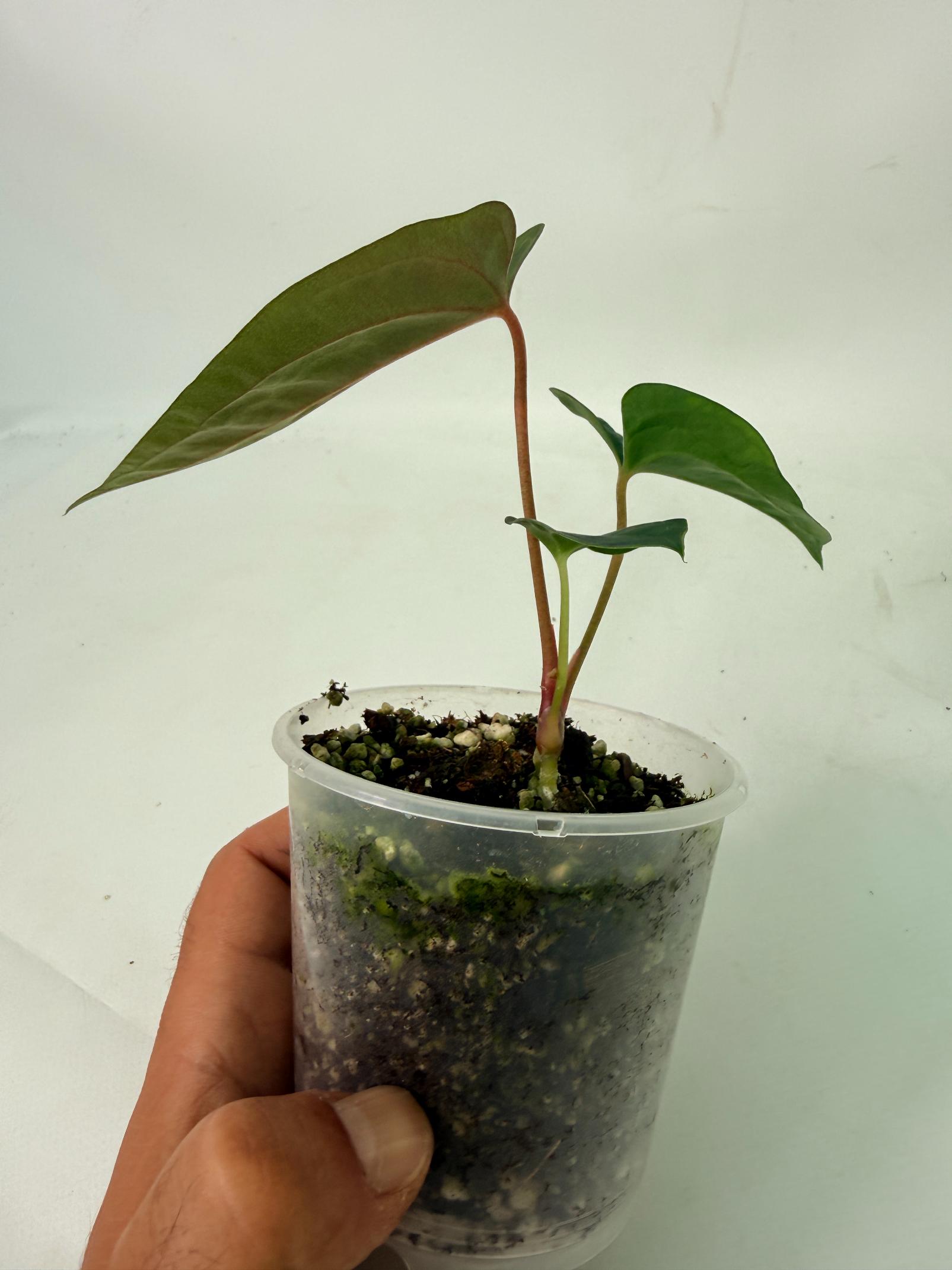 Anthurium papillilaminum Guna Yana x Papillilaminum Fort Sherman x Dark Phoenix 3