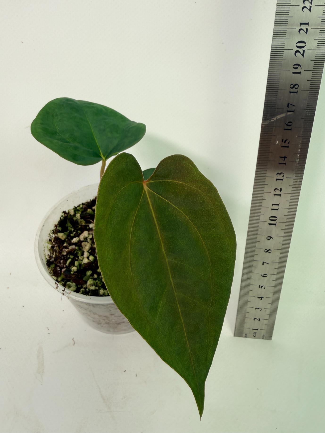 Anthurium papillilaminum Guna Yana x Papillilaminum Fort Sherman x Dark Phoenix 9