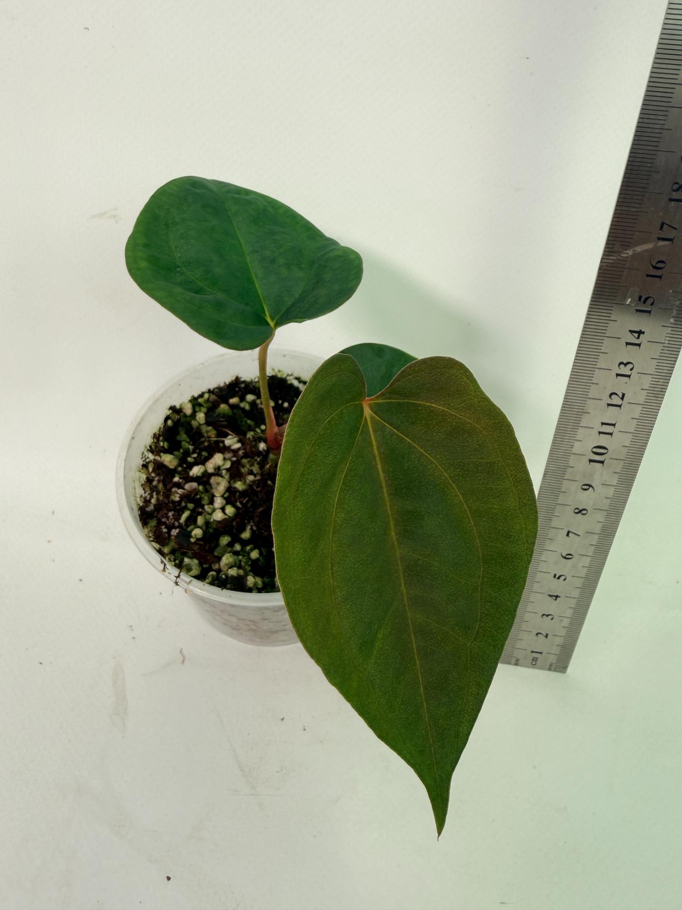 Anthurium papillilaminum Guna Yana x Papillilaminum Fort Sherman x Dark Phoenix 4