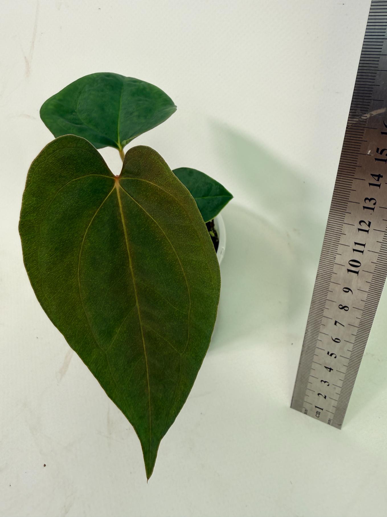 Anthurium papillilaminum Guna Yana x Papillilaminum Fort Sherman x Dark Phoenix 7
