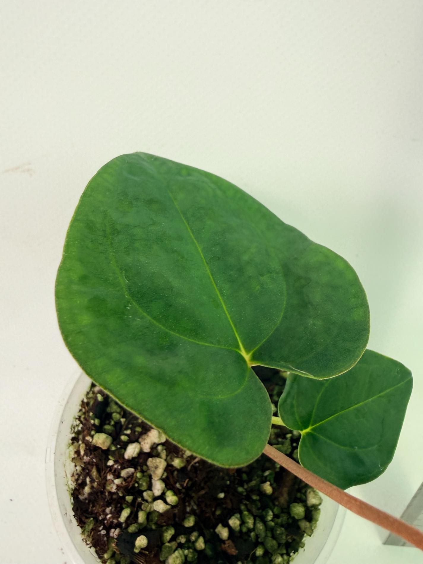 Anthurium papillilaminum Guna Yana x Papillilaminum Fort Sherman x Dark Phoenix 6
