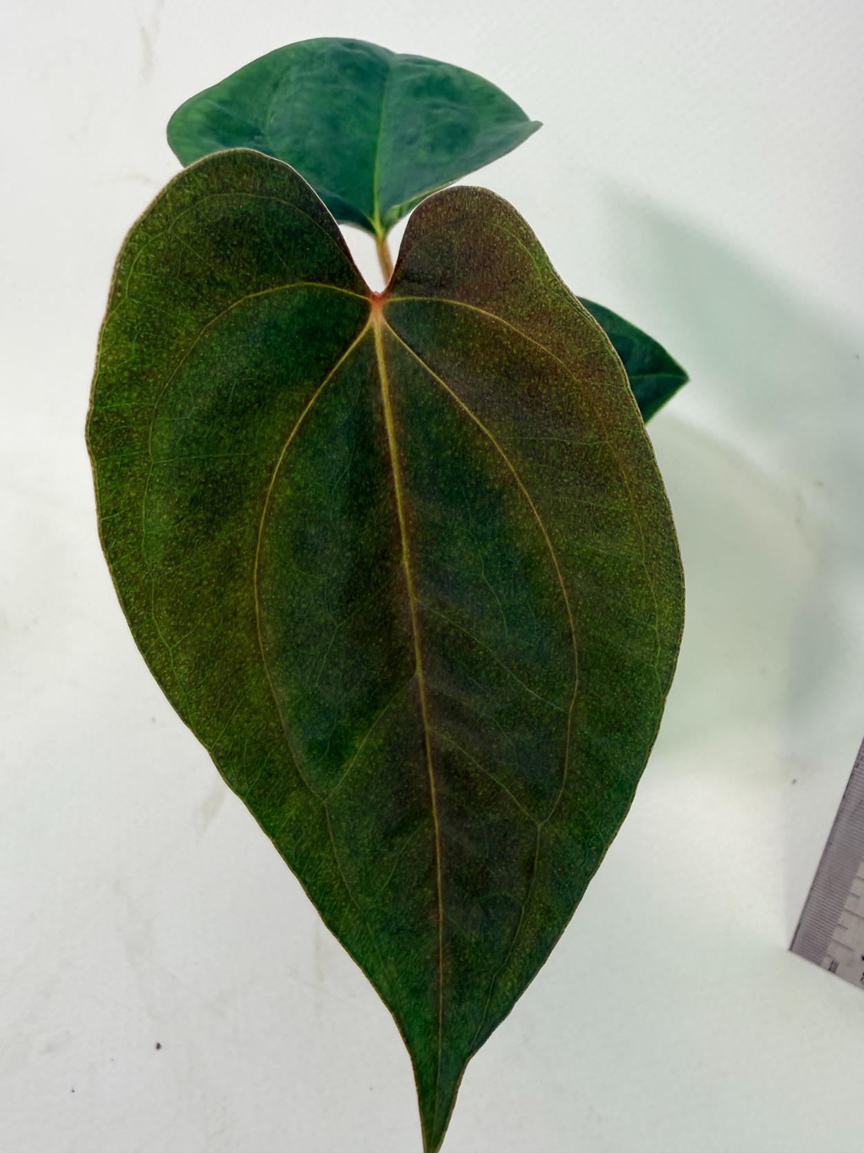 Anthurium papillilaminum Guna Yana x Papillilaminum Fort Sherman x Dark Phoenix 2