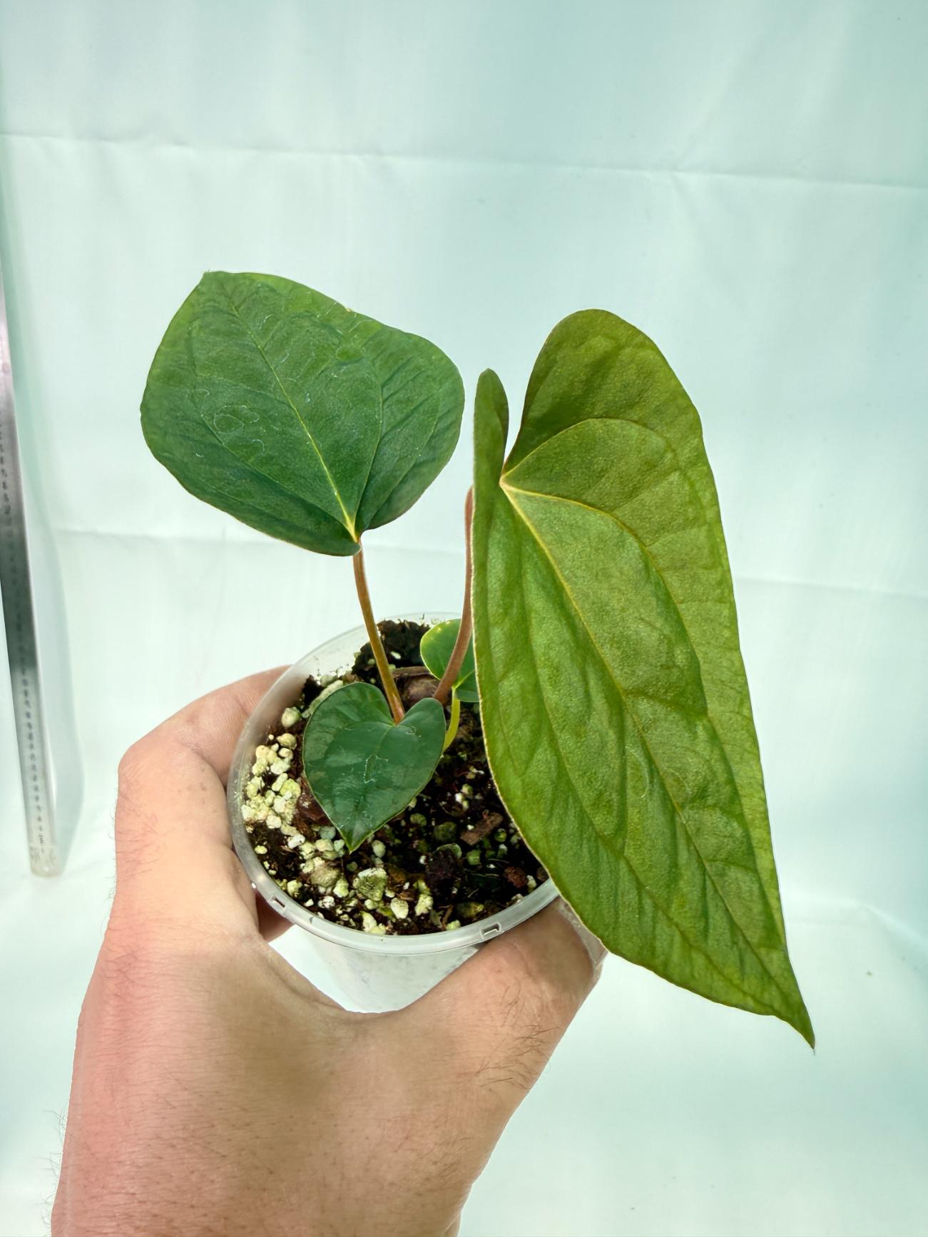 Anthurium Papillilaminum Guna Yana x Papillilaminum Fort Sherman x Dark Phoenix 2