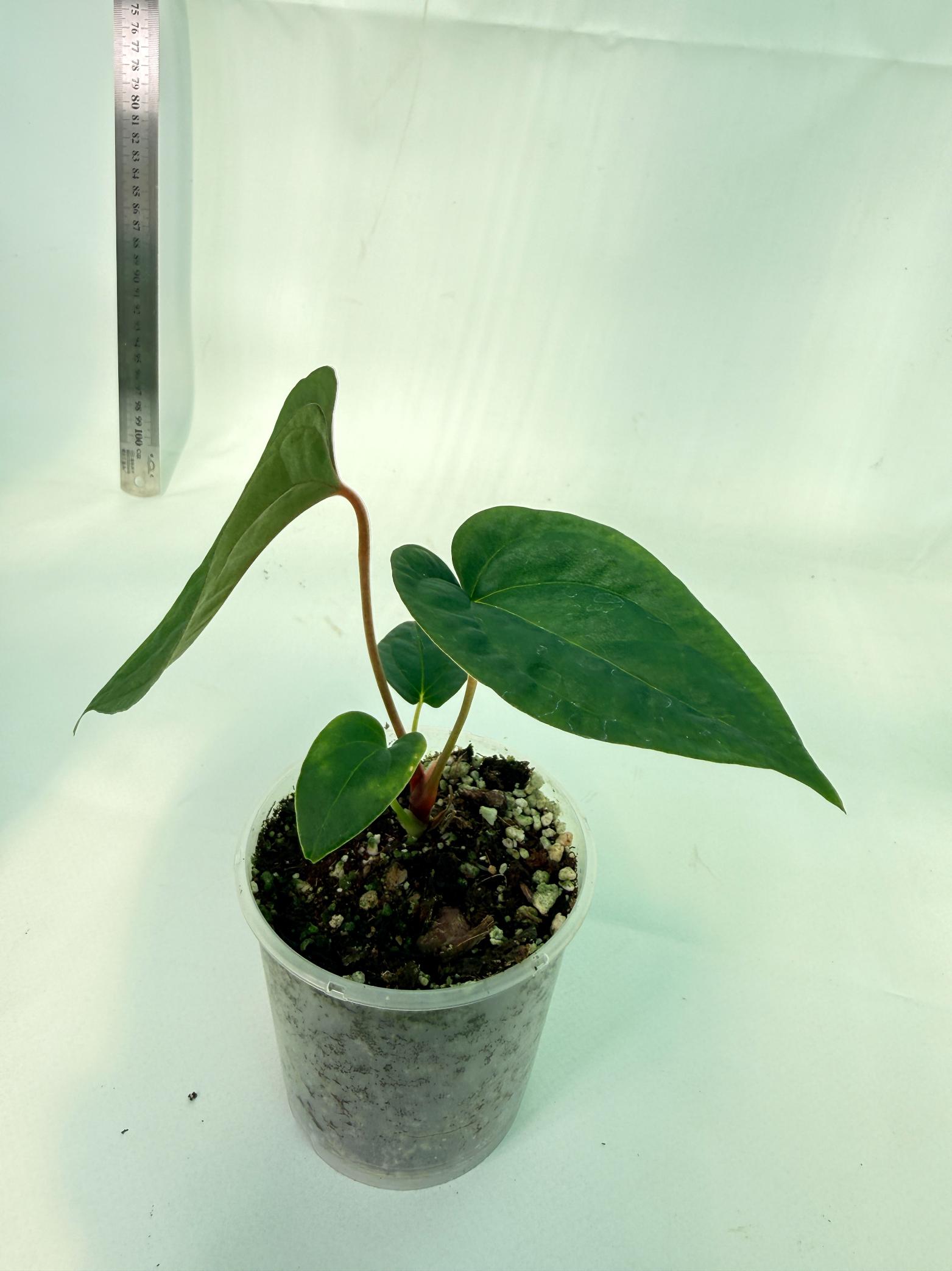 Anthurium Papillilaminum Guna Yana x Papillilaminum Fort Sherman x Dark Phoenix 9