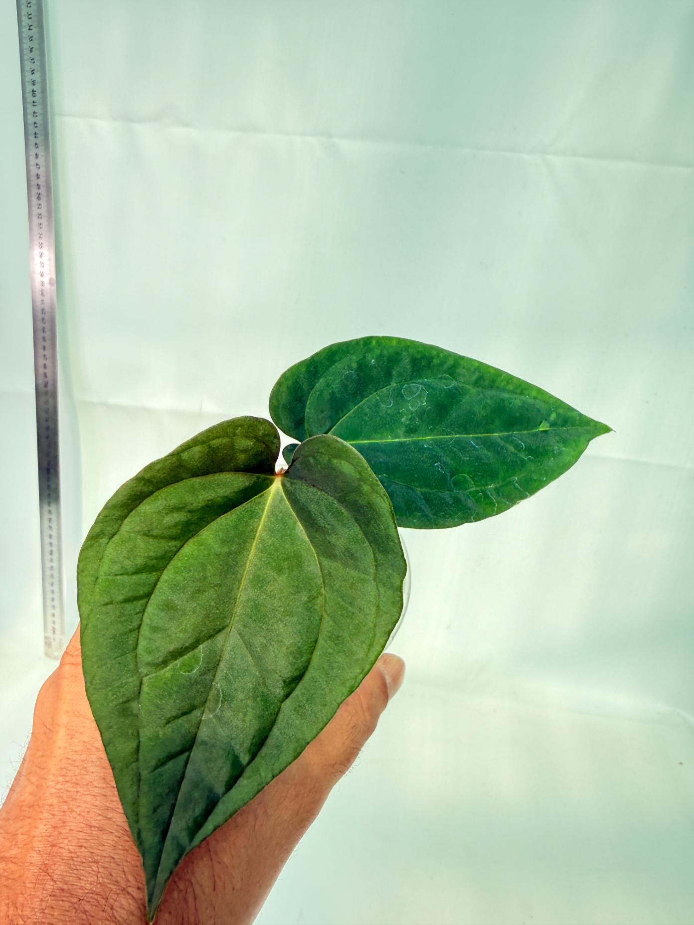 Anthurium Papillilaminum Guna Yana x Papillilaminum Fort Sherman x Dark Phoenix 10