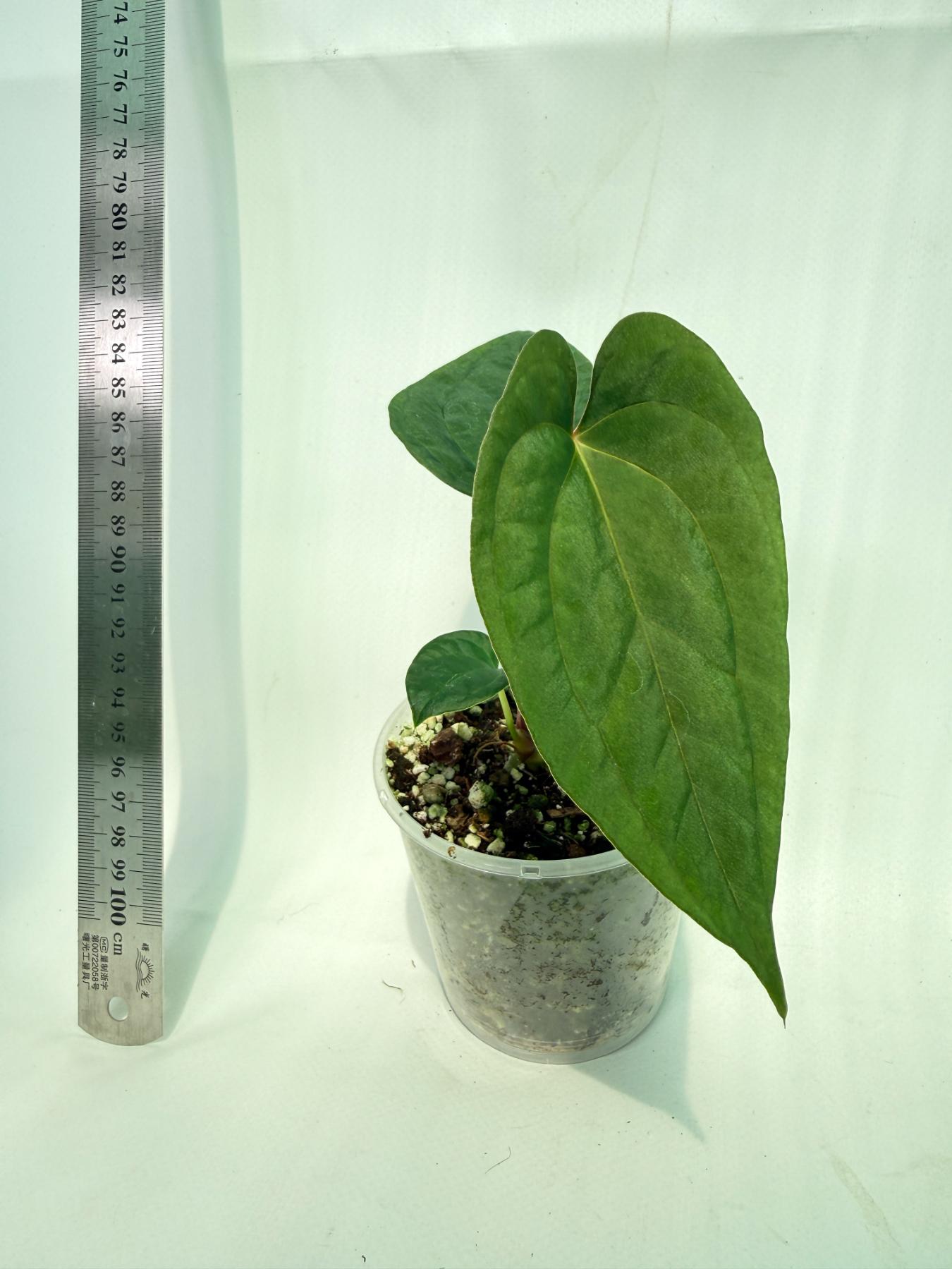 Anthurium Papillilaminum Guna Yana x Papillilaminum Fort Sherman x Dark Phoenix 3