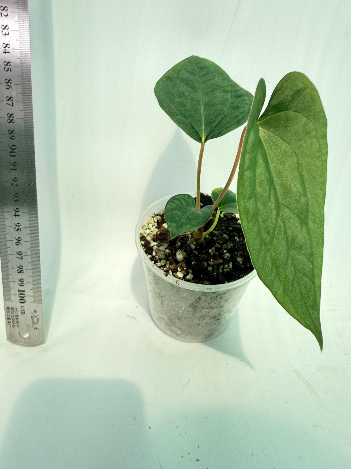 Anthurium Papillilaminum Guna Yana x Papillilaminum Fort Sherman x Dark Phoenix 5