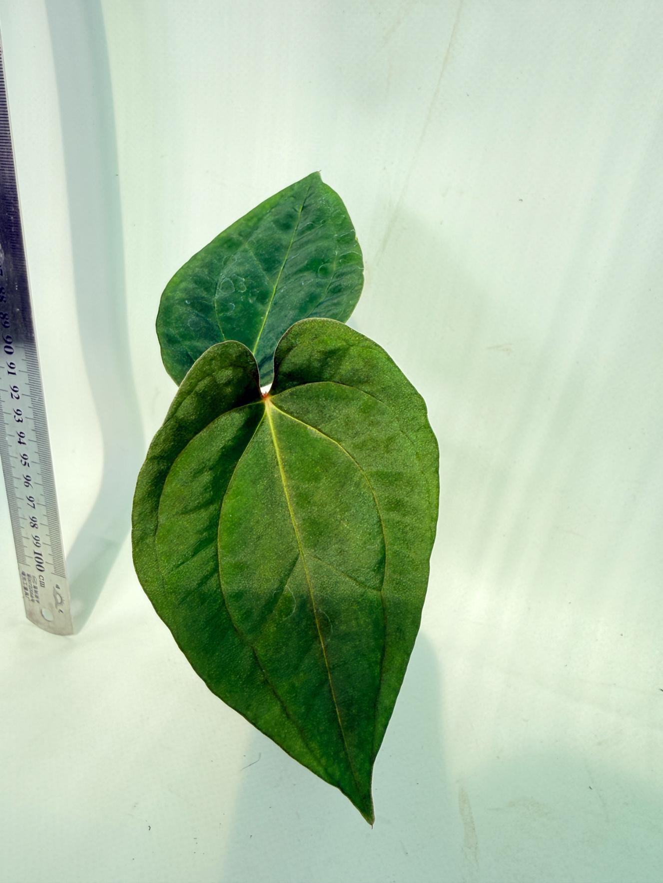 Anthurium Papillilaminum Guna Yana x Papillilaminum Fort Sherman x Dark Phoenix 6