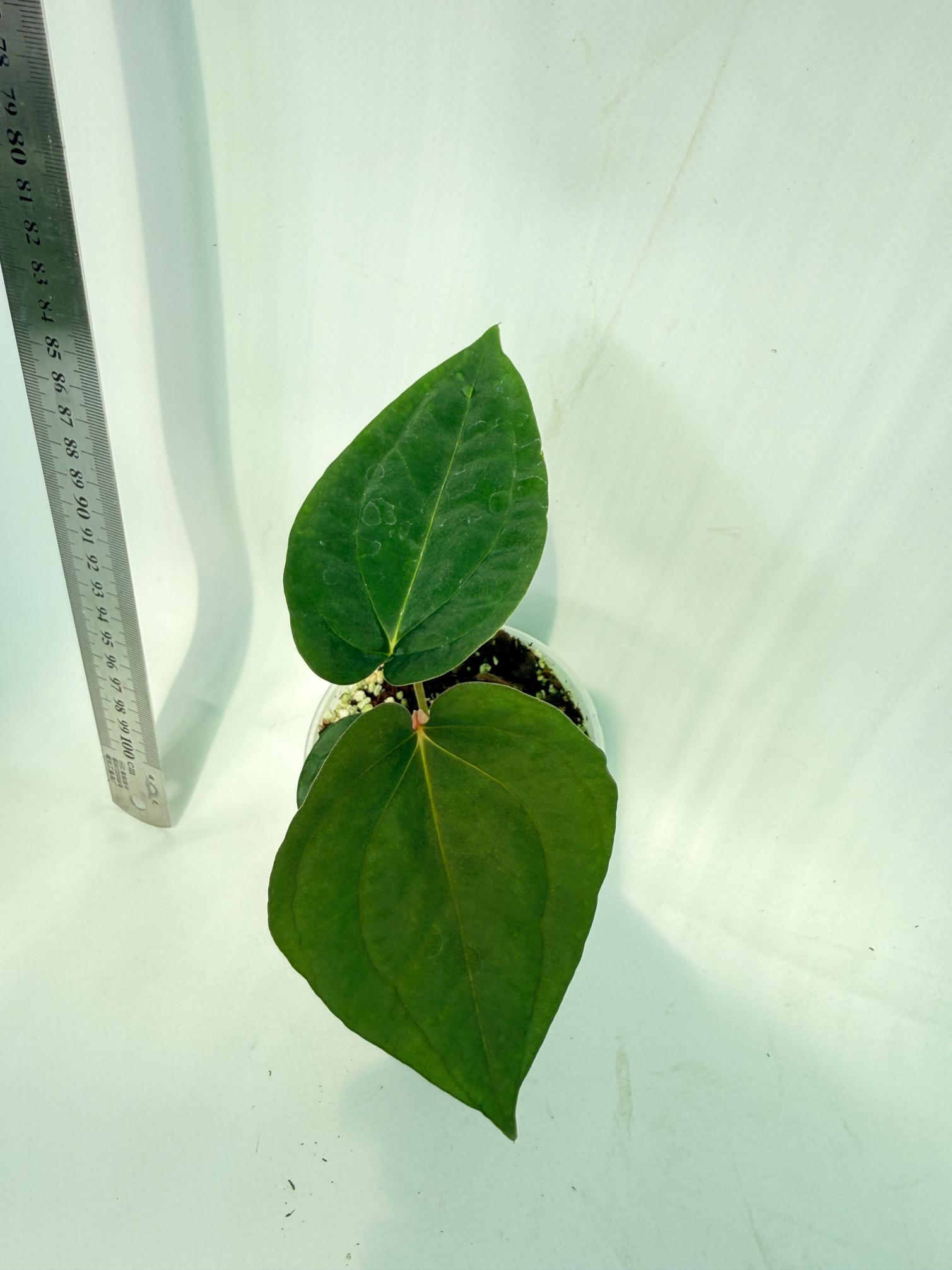 Anthurium Papillilaminum Guna Yana x Papillilaminum Fort Sherman x Dark Phoenix 7